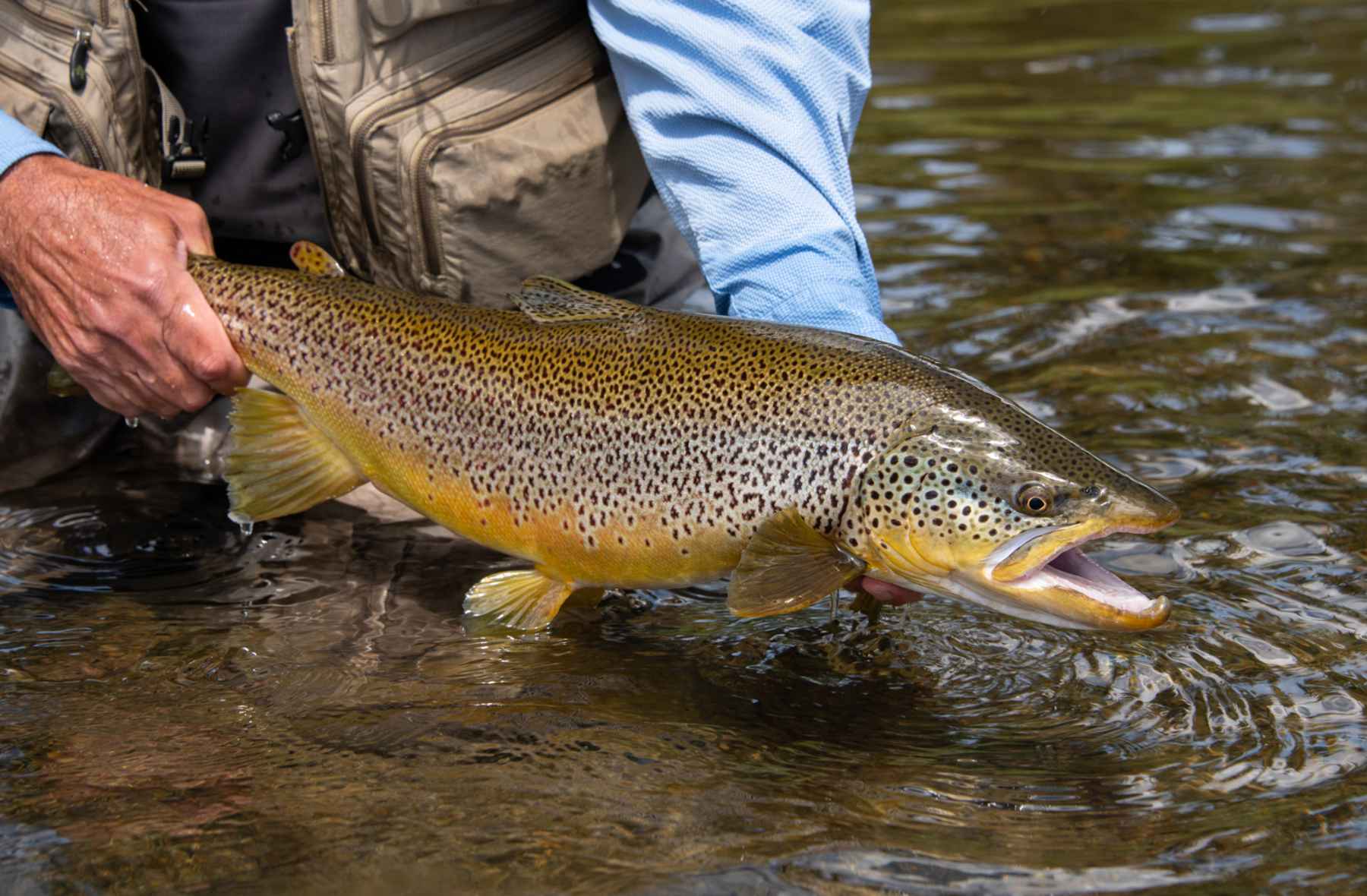 A golden brown trout held carefully above the river water