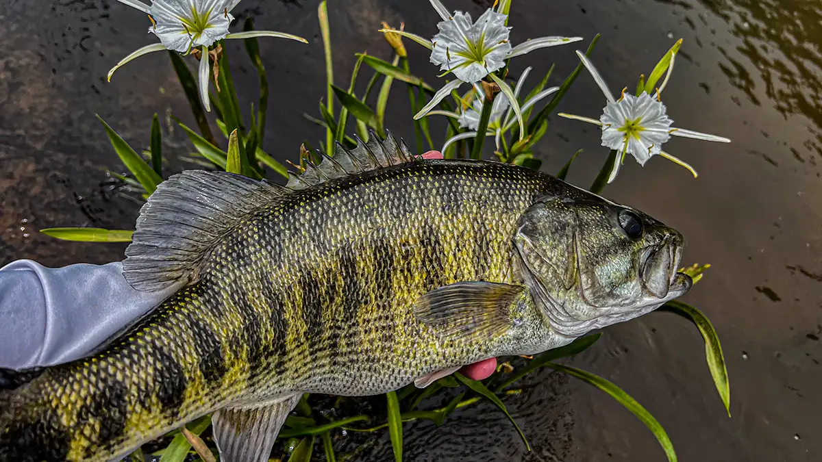 A rare shoal bass caught near river currents