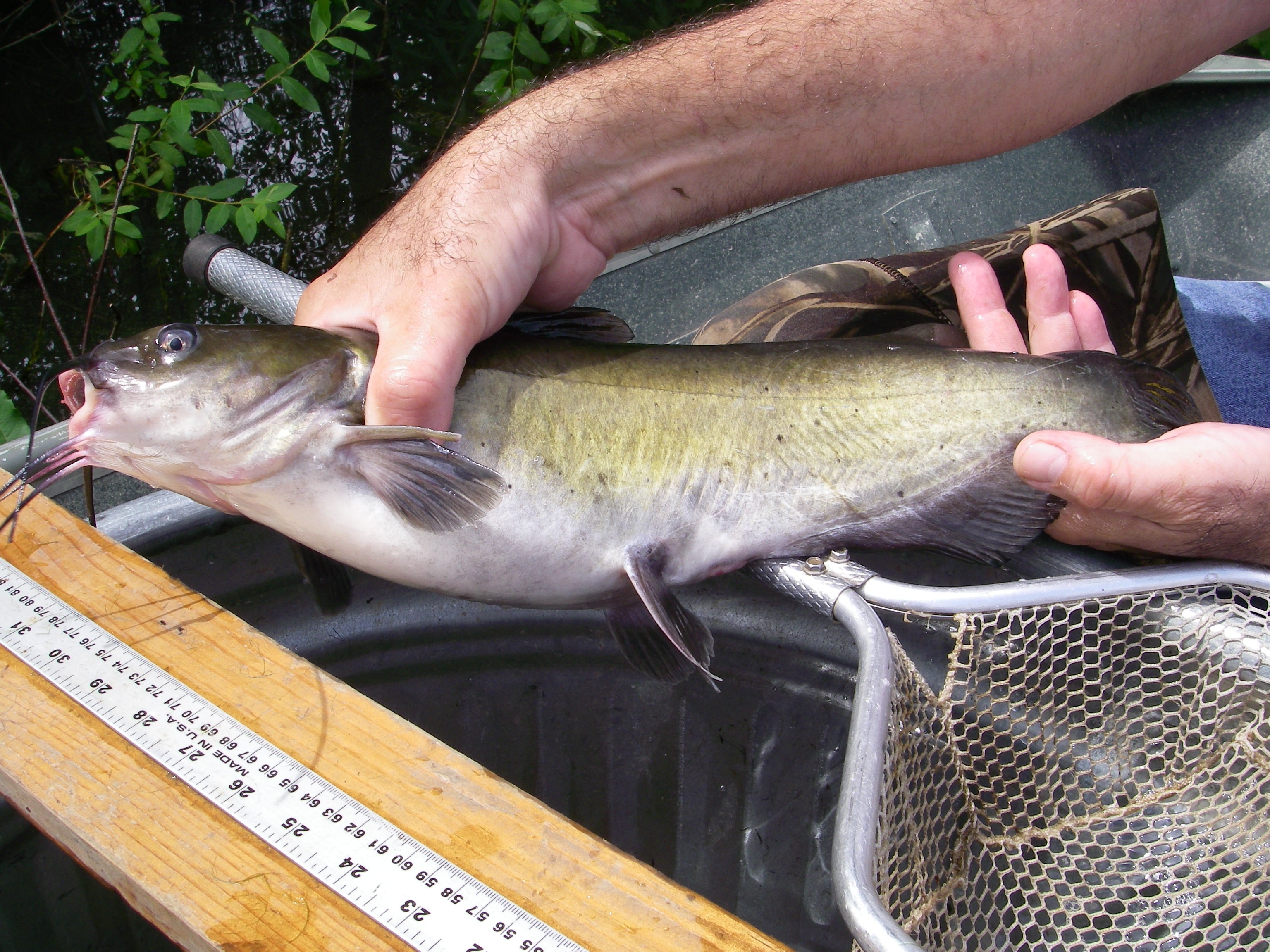 A massive, dark trophy channel catfish being held after a long fight